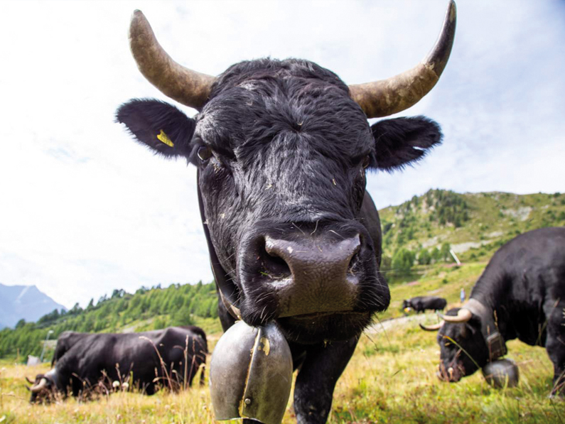 VS: des mesures pour préserver la vache d’hérens