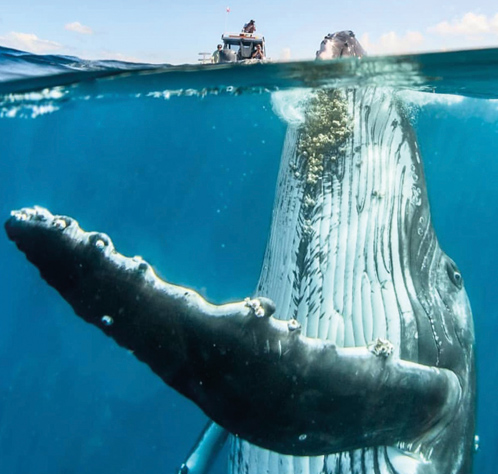 Turbines baleines à bosses