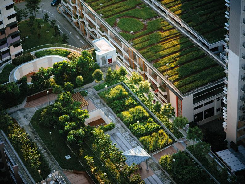 Végétaliser les toitures en ville : une idée pas tombée de la dernière pluie