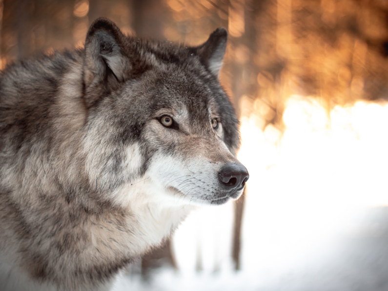 La Confédération accorde au Canton l’autorisation de réguler la meute de loups du Marchairuz