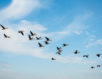 Suisse : Le Conseil fédéral adopte le mandat pour la réunion internationale sur la protection des oiseaux d’eau migrateurs