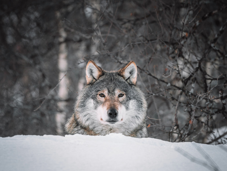 L’État de Vaud rappelle les bonnes pratiques en cas de rencontre avec un loup