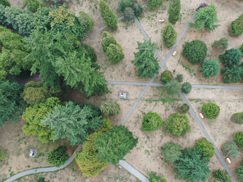 La Ville de Genève va transformer des parkings en micro-forêts