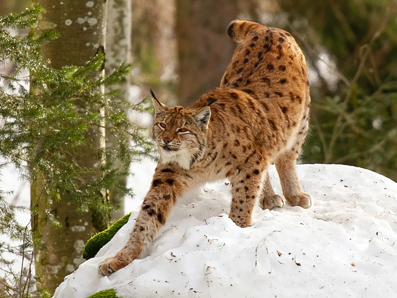 Deux lynx capturés dans le Jura seront réintroduits dans le Nord-Est de l’Italie