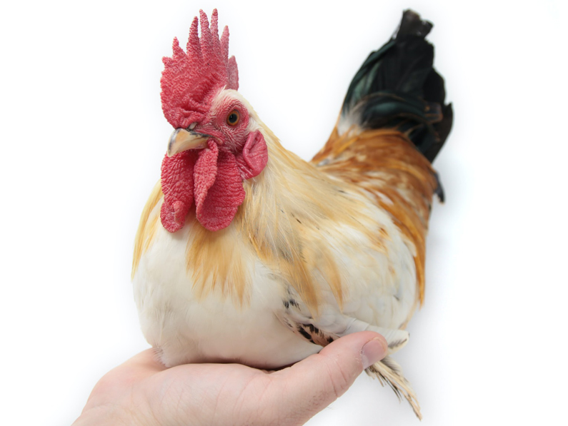 Des poules comme animaux de compagnie : comment les détenir correctement