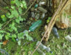 Opération de nettoyage à Genève: les roselières du Rhône libérées de 640 kg de déchets